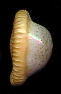 fuscodent2M.jpg (3563 bytes)